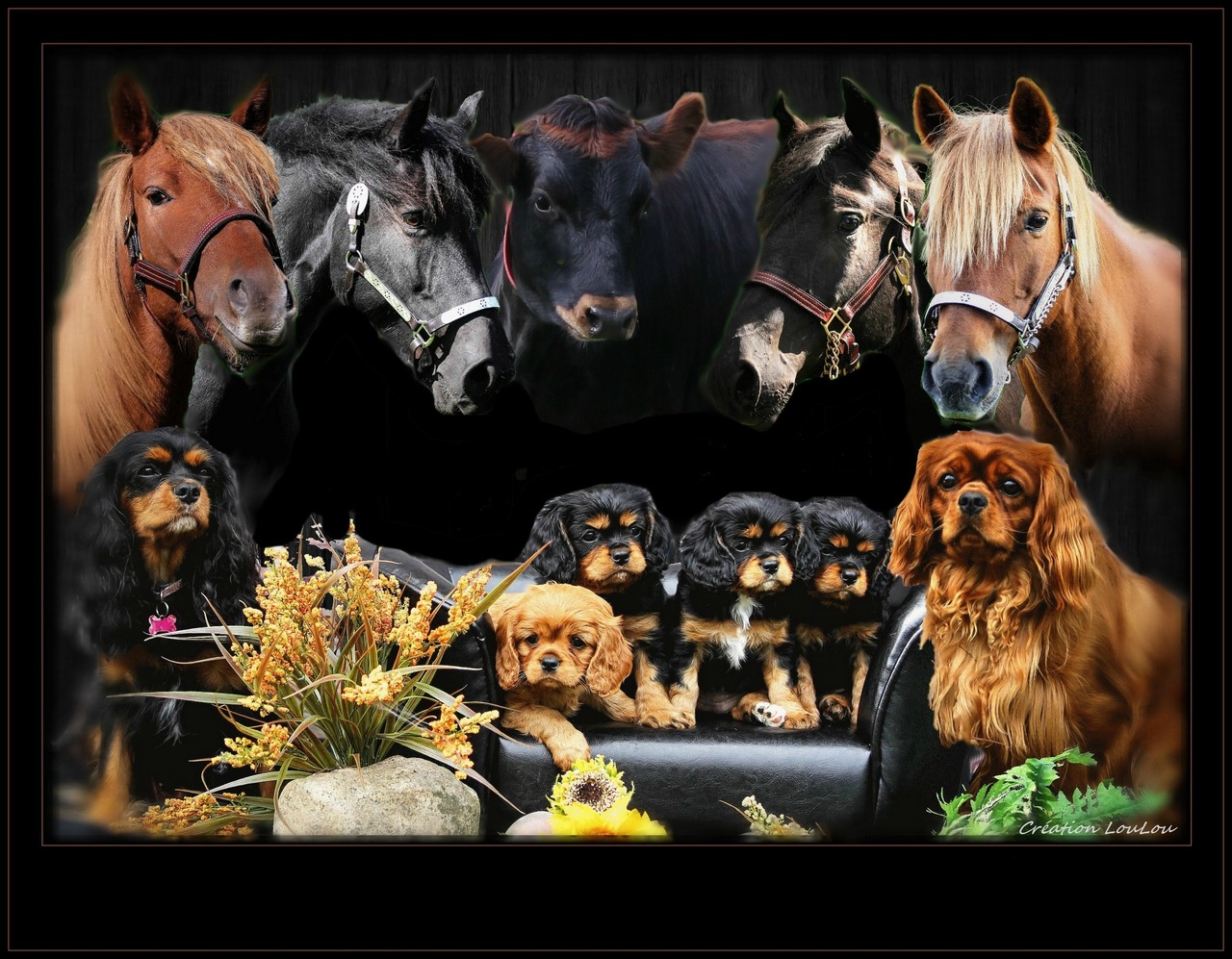 Élevage Luckylou, élevage de chien cavalier king charles, élevage chevaux canadiens