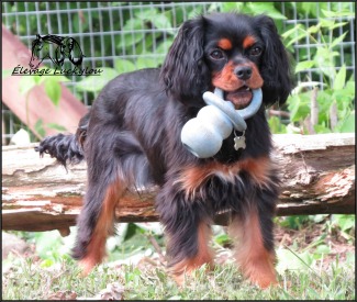 Luckylou Miss Charlotte, Élevage Luckylou, Chien Cavalier king charles