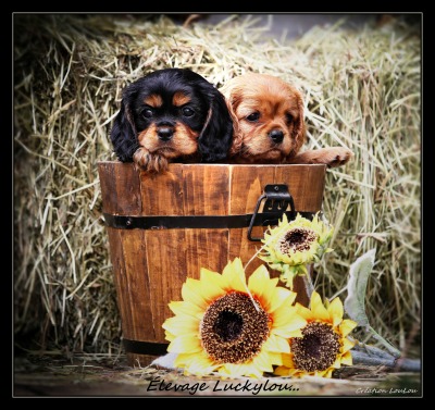 Elevage Luckylou chiot cavalier king charles