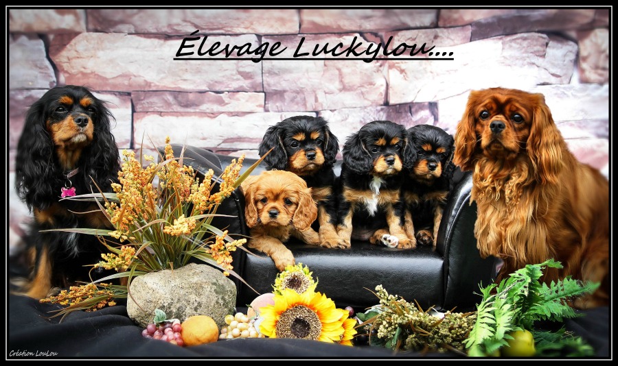 elevage luckylou, cavalier king charles
