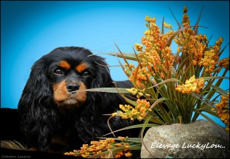 Elevage Luckylou cavalier king charles Sophie